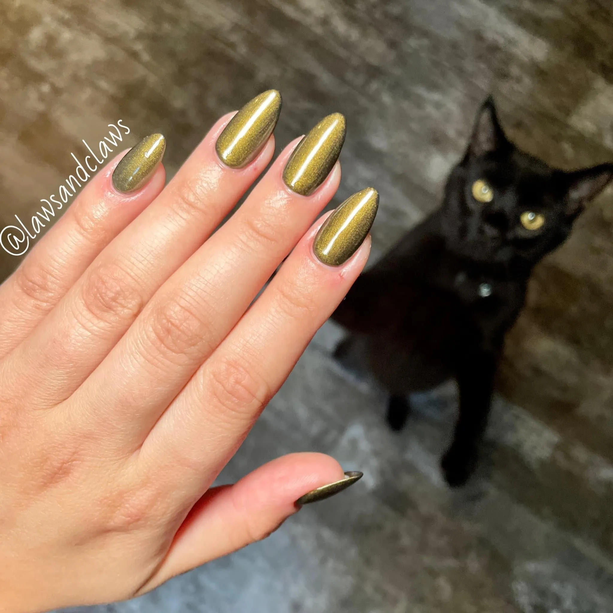 Gomez- Seashell gel polish (is our cat lady) miss labeled bottle